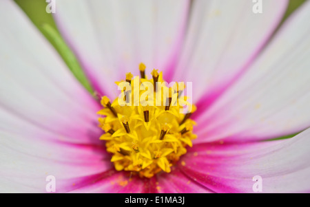 Pistil jaune macro de fleurs cosmos pourpre Banque D'Images