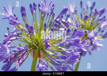 Macro-vision d'agapanthus purple against a blue sky Banque D'Images
