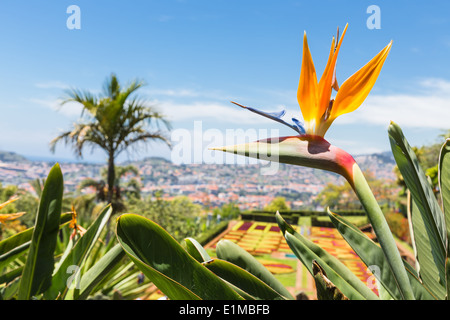 Strelitzia dans jardin botanique de Funchal à Madère Banque D'Images