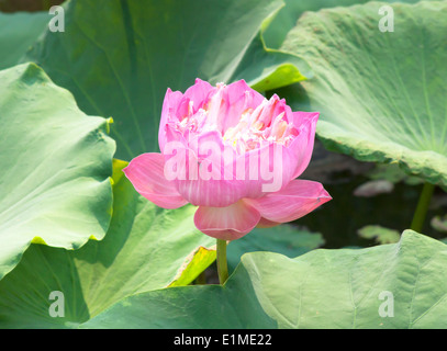 Fleur de lotus rose feuilles fleurs nature luxuriante. Banque D'Images
