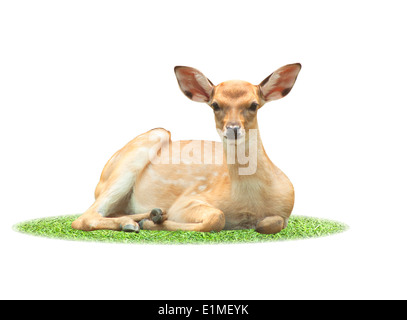 Le daim tacheté mignon isolé sur fond blanc. Banque D'Images