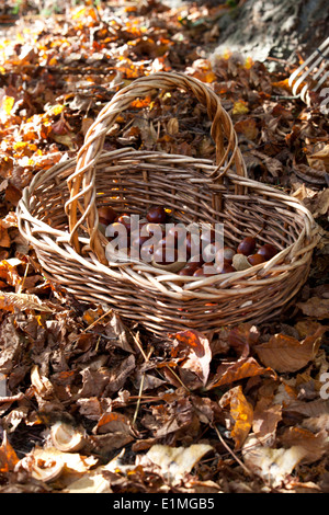 Conkers dans un panier en osier Banque D'Images