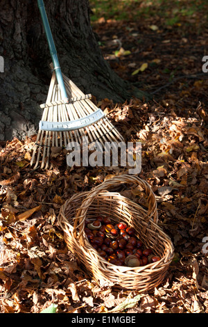 Conkers dans un panier en osier et d'un râteau Banque D'Images