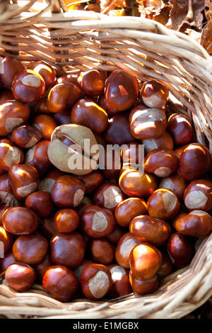 Conkers dans un panier en osier, Close up Banque D'Images