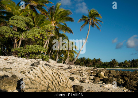 Aitutaki. L'île de Cook. Polynésie française. Océan Pacifique Sud. Plage à Aitutaki Lagoon Resort & Spa Hotel. Le paradis est une bien galvaudés Banque D'Images