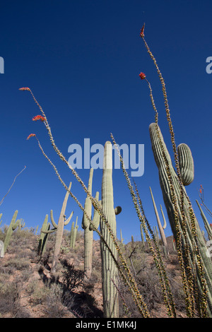 USA, Arizona, Saguaro National Park, West-Tucson Mountain District, Ocotillo Cactus (Fouquieria Splendens) en premier plan, Saguar Banque D'Images