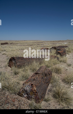 USA, Arizona, Petrified Forest National Park, pétrifié de sciage à partir de la fin du Trias, il y a 225 millions d'années Banque D'Images