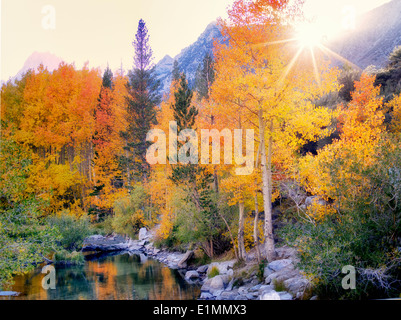 Couleur automne tremble le long du ruisseau de l'Évêque, en Californie. Comté d'Inyo. Sierra Nevada est Mountins Banque D'Images