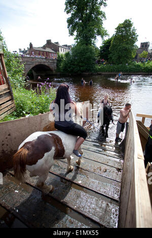 Appleby-in-Westmorland, Cumbria, Angleterre - 06 juin, 2014 : chevaux sur la rampe dans la rivière Eden où ils sont lavés avant de négocier pendant l'Appleby Horse Fair, un rassemblement annuel de Tsiganes et Voyageurs qui a lieu dans la première semaine de juin. Juste Appleby est unique en Europe, attirant près de 10 000 Tsiganes et Voyageurs et jusqu'à 30 000 visiteurs. Credit : AC Images/Alamy Live News Banque D'Images