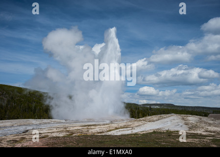 La vapeur et l'eau chaude éclate de l'Old Faithful Geyser. Le Parc National de Yellowstone, Wyoming, USA. Banque D'Images