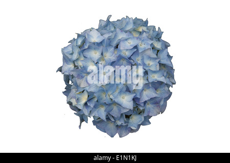 Hydrangea macrophylla 'Blue Bonnet' flowerhead fond blanc Banque D'Images