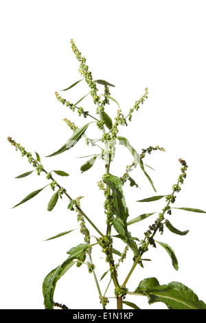 Rumex obtusifolius feuillus graines de dock Banque D'Images