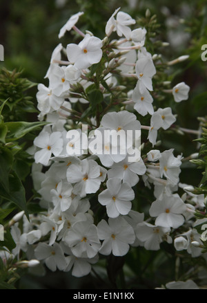 Phlox paniculata 'David' close up of flowers Banque D'Images