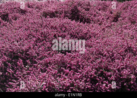 Erica x darleyensis 'Kramers rote' plantes en fleur Banque D'Images