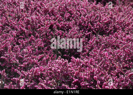 Erica x darleyensis 'Kramers Rote' plantes en fleur Banque D'Images