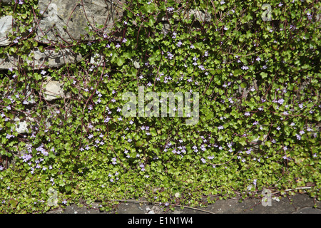 Cymbalaria muralis linaire à feuilles de lierre en fleur sur le mur Banque D'Images