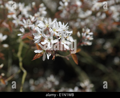 L'Amelanchier lamarckii close up of flowers Banque D'Images