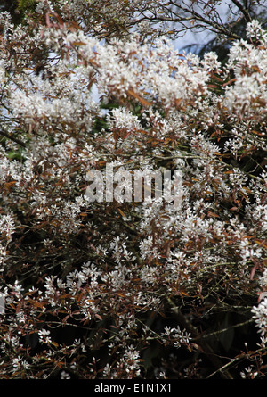 L'Amelanchier lamarckii arbre dans la fleur Banque D'Images