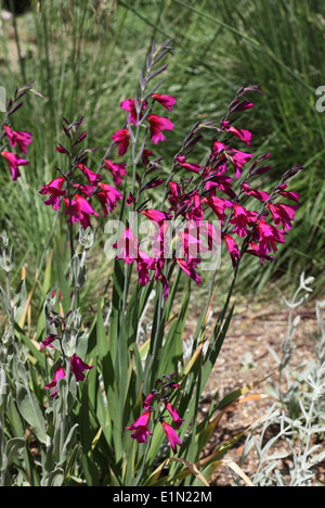 Gladiolus communis subsp byzantinus plante en fleur Banque D'Images