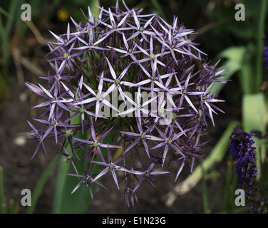 L'allium christophii close up of flower Banque D'Images