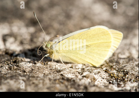 Petit papillon blanc reposant sur le sol Banque D'Images