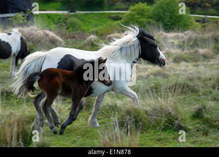 Poneys Dartmoor, Dartmoor National Park, Devon, UK Banque D'Images