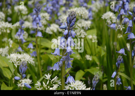 L'ail sauvage et de jacinthes en fleurs en bois, Dorset, UK Banque D'Images