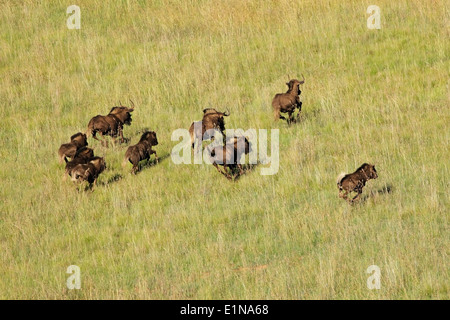 Vue aérienne de gnous noirs (Connochaetes gnou) courir dans les prairies, Afrique du Sud Banque D'Images