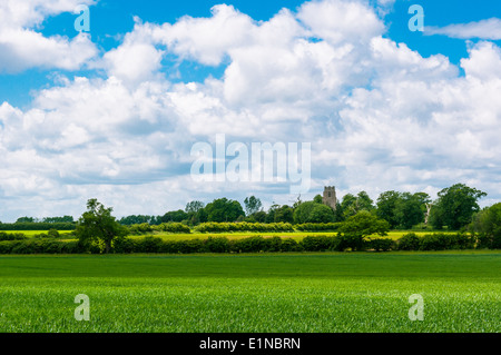 Champs et prairies vert Suffolk, Angleterre, RU Banque D'Images