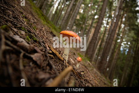 Une grande et une petite mouche Amanita muscaria [toon] dans une forêt de conifères Banque D'Images