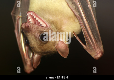 Chauve-souris de fruit, bouche ouverte Banque D'Images