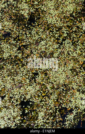 Lemna minuta. Les lentilles d'eau couvrant un étang. Banque D'Images