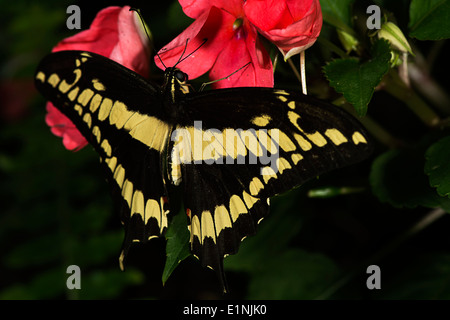 Un roi swallowtail butterfly (Papilo Papilonidae thoas) de la famille. Banque D'Images