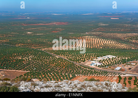 Paysage d'oliviers, la route touristique des bandits, Alameda, la province de Malaga, Andalousie, Espagne, Europe Banque D'Images