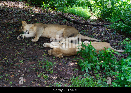 Deux Lion Endormi , Lions dort à Rif Forest National Park Banque D'Images