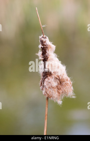 Les quenouilles (Typha latifolia) allant aux semences Banque D'Images