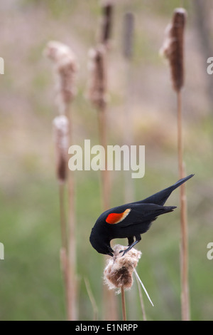 Un mâle à aigreement rouge (Agelaius phoeniceus) pille les graines de queue (Typha latifolia) alors qu'il est perché sur la tête des graines dans une zone humide Banque D'Images