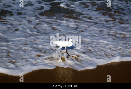 Aigrette oiseau en mer d'Arabie à la côte de Kerala Inde Banque D'Images