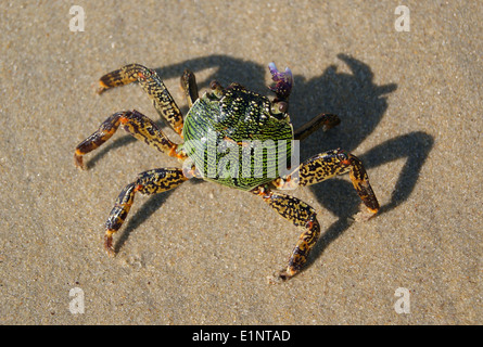 En Crabe Crabe sable Vue rapprochée du crabe typique de l'Inde on beach Banque D'Images