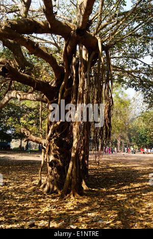 Banyan Tree avec des racines adventives caractéristique Banque D'Images