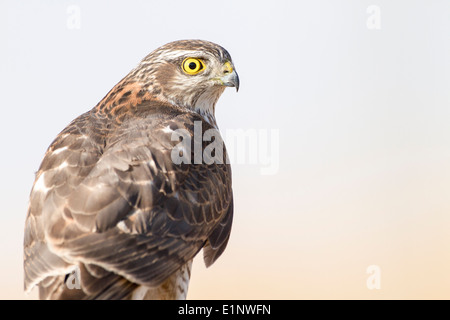 Gros plan du fauve eurasien (Accipiter nisus). Photogrphed en Israël Banque D'Images