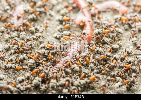 Essaim de manger des fourmis Macro Close Up Ver Banque D'Images