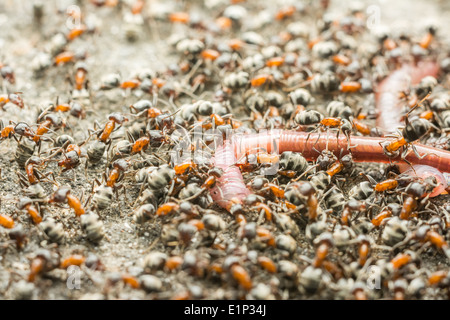 Essaim de manger des fourmis Macro Close Up Ver Banque D'Images