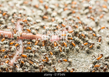 Essaim de manger des fourmis Macro Close Up Ver Banque D'Images