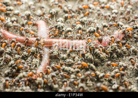 Essaim de manger des fourmis Macro Close Up Ver Banque D'Images