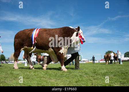 Défilé des champions au sud de l'Angleterre Show 2014 Banque D'Images