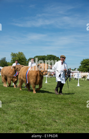 Défilé des champions au sud de l'Angleterre Show 2014 Banque D'Images