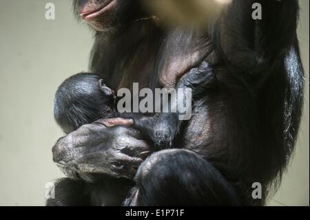 Berlin, Allemagne. Le 08 juin, 2014. Un petit nouveau-né, et sa mère est bonobo Opala illustrés dans le zoo de Berlin, Allemagne, 08 juin 2014. Photo : Paul Zinken/dpa/Alamy Live News Banque D'Images