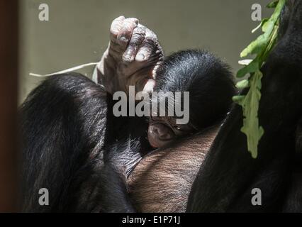 Berlin, Allemagne. Le 08 juin, 2014. Un petit nouveau-né, et sa mère est bonobo Opala illustrés dans le zoo de Berlin, Allemagne, 08 juin 2014. Photo : Paul Zinken/dpa/Alamy Live News Banque D'Images