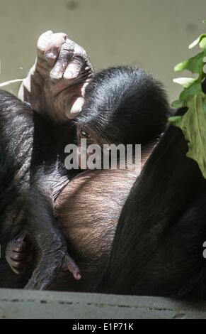 Berlin, Allemagne. Le 08 juin, 2014. Un petit nouveau-né, et sa mère est bonobo Opala illustrés dans le zoo de Berlin, Allemagne, 08 juin 2014. Photo : Paul Zinken/dpa/Alamy Live News Banque D'Images